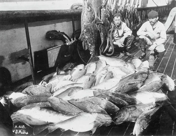 Framed Print : Cod and halibut, between c1900 and c1930. Creator: Unknown Framed Print : Cod and halibut, between c1900 and c1930. Creator: Unknown