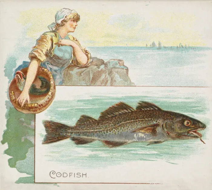 Framed Print : Codfish, from Fish from American Waters series (N39) for Allen & Ginter Cigarettes