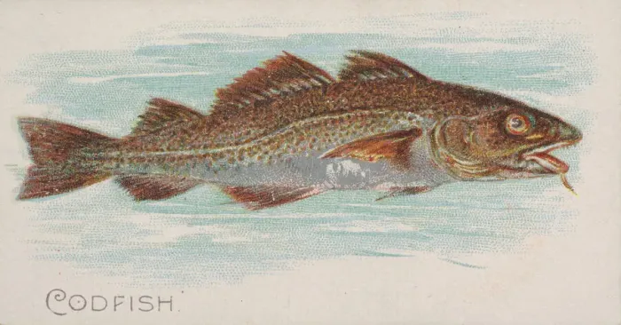 Framed Print : Codfish, from the Fish from American Waters series (N8) for Allen & Framed Print : Codfish, from the Fish from American Waters series (N8) for Allen &