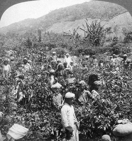 Coffee picking on Sir Thomas Liptons estate, Dambutenne, Sri Lanka, 1903. Artist: Underwood & Underwood