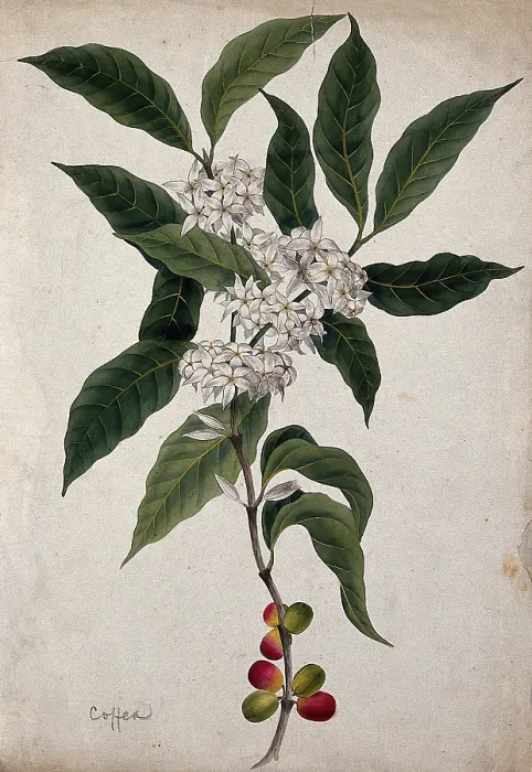 Framed Print : Coffee plant (Coffea arabica): flowering and fruiting stem. Creator: Unknown Framed Print : Coffee plant (Coffea arabica): flowering and fruiting stem. Creator: Unknown