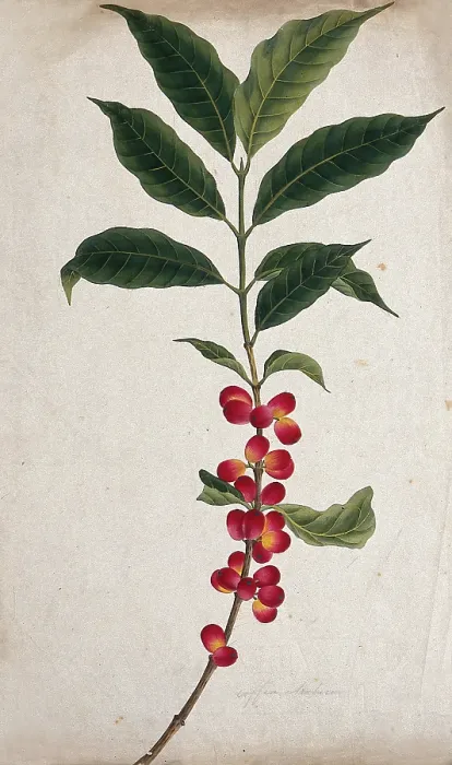 Framed Print : Coffee plant (Coffea arabica): fruiting stem, c1823. Creator: Unknown Framed Print : Coffee plant (Coffea arabica): fruiting stem, c1823. Creator: Unknown