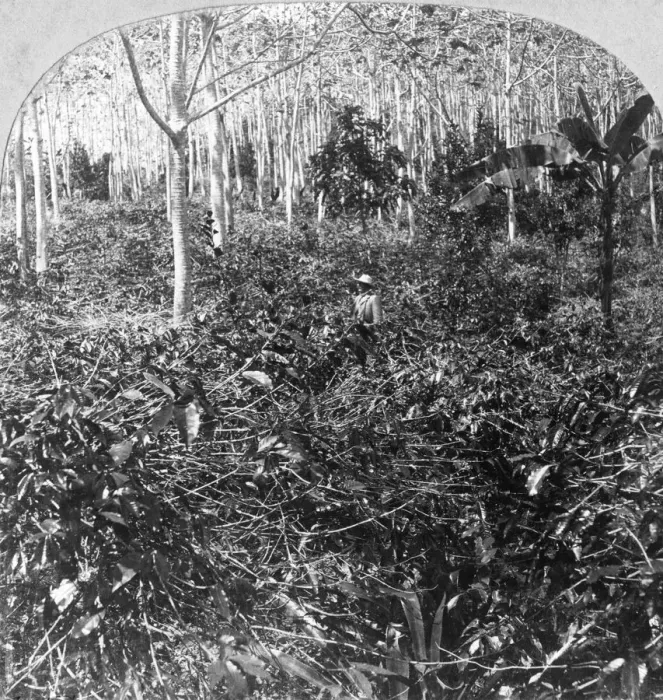 Framed Print : A coffee plantation, Jamaica, c1900s. Artist: CH Graves Framed Print : A coffee plantation, Jamaica, c1900s. Artist: CH Graves