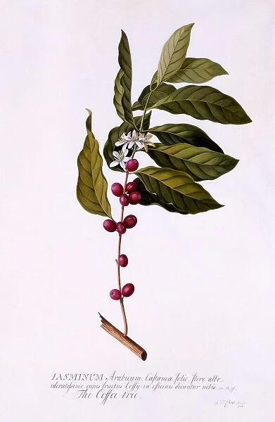 The Coffee Tree, c. 1743 (hand coloured engraving)
