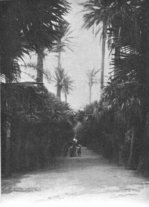 Framed Print : Un coin du jardin public d'Alger; Afrique du nord, 1914. Creator: Charles Chusseau-Flaviens Framed Print : Un coin du jardin public d'Alger; Afrique du nord, 1914. Creator: Charles Chusseau-Flaviens