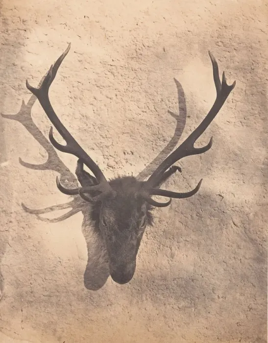 Framed Print : Colins Royal Stag, ca. 1856. Creator: Horatio Ross Framed Print : Colins Royal Stag, ca. 1856. Creator: Horatio Ross