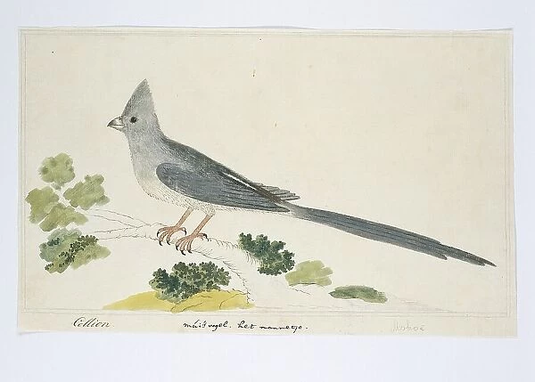Colius colius (White-backed mousebird), 1777-1786. Creator: Robert Jacob Gordon