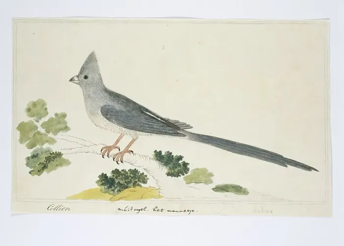 Framed Print : Colius colius (White-backed mousebird), 1777-1786. Creator: Robert Jacob Gordon Framed Print : Colius colius (White-backed mousebird), 1777-1786. Creator: Robert Jacob Gordon