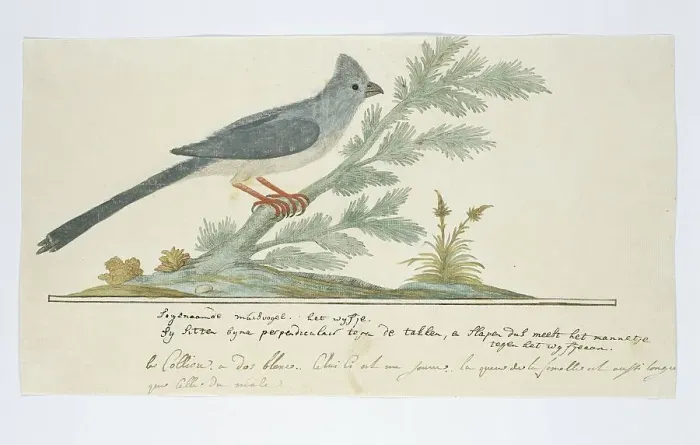 Framed Print : Colius striatus (Speckled mousebird), 1777-1786. Creator: Robert Jacob Gordon Framed Print : Colius striatus (Speckled mousebird), 1777-1786. Creator: Robert Jacob Gordon