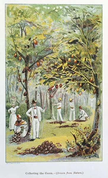 Collecting cocoa, Venezuela, 1892