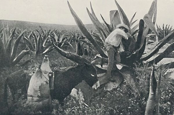 Collecting Honey-Water from a Maguey, 1916