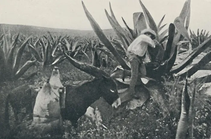 Framed Print : Collecting Honey-Water from a Maguey, 1916 Framed Print : Collecting Honey-Water from a Maguey, 1916