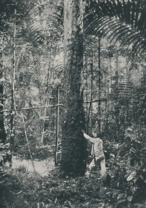 Framed Print : Collecting Rubber, 1916 Framed Print : Collecting Rubber, 1916