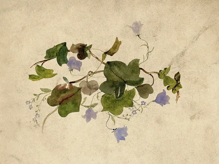 Framed Print : Collection of blue flowers and ivy leaves. Creator: Unknown Framed Print : Collection of blue flowers and ivy leaves. Creator: Unknown