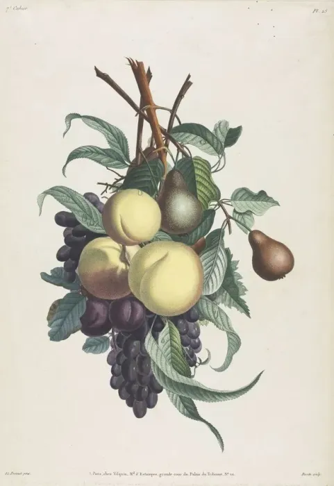Framed Print : Collection des fleurs et des fruits: Branches de rousselet, peche, prune et raisin, 1805 Framed Print : Collection des fleurs et des fruits: Branches de rousselet, peche, prune et raisin, 1805