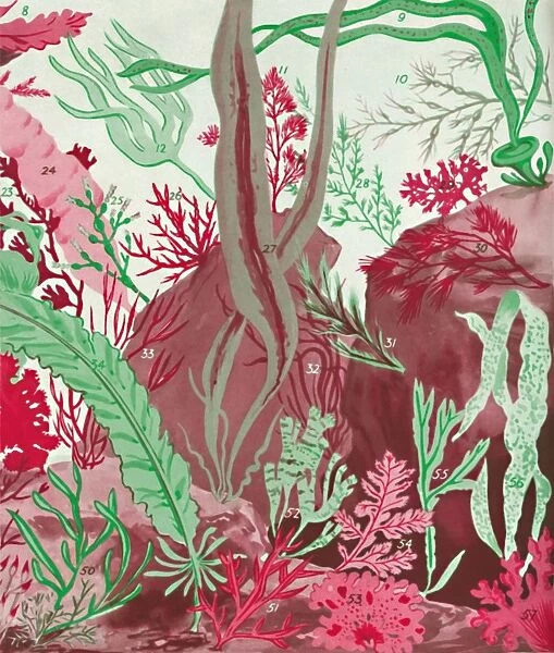 A Collection of Over Fifty Species of Red, Green and Brown Seaweeds, 1935