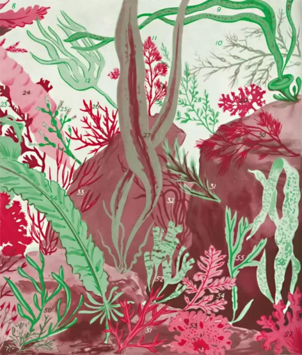 Framed Print : A Collection of Over Fifty Species of Red, Green and Brown Seaweeds, 1935 Framed Print : A Collection of Over Fifty Species of Red, Green and Brown Seaweeds, 1935