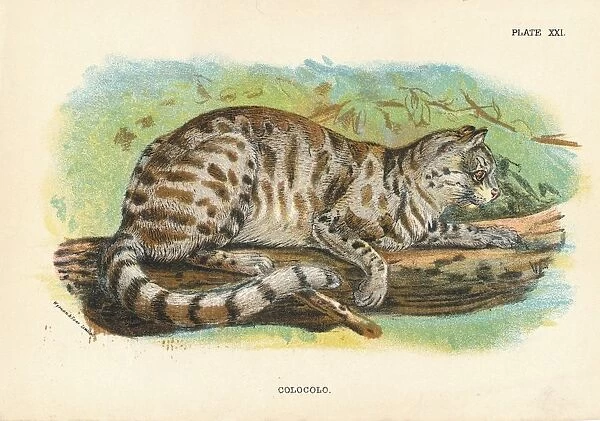 Colocolo, 1896. From Lloyds Natural History, by R