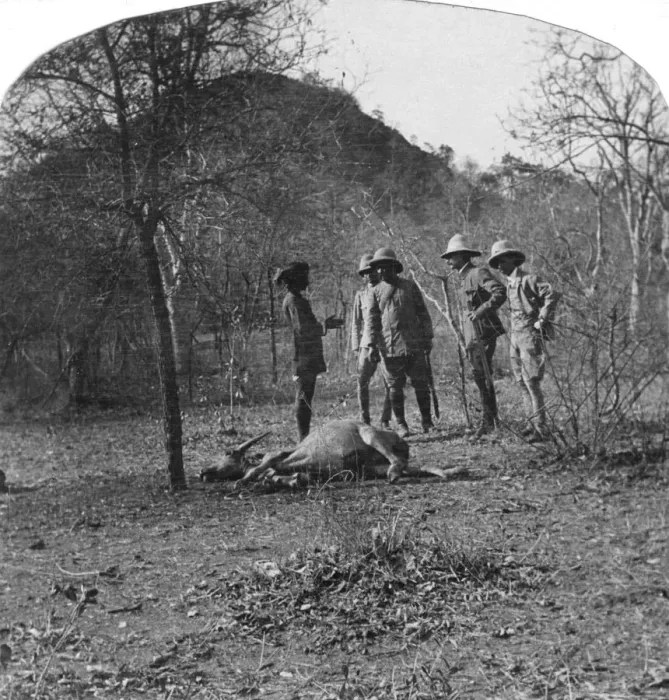 Framed Print : Colonel Afsurul Mulk on a tiger hunt, India, 1900s Framed Print : Colonel Afsurul Mulk on a tiger hunt, India, 1900s
