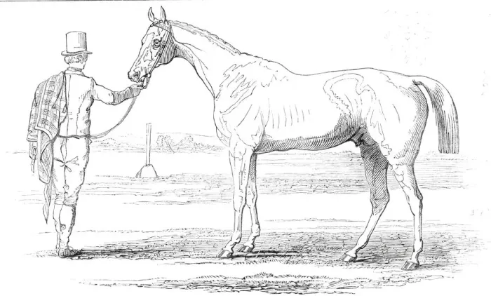 Framed Print : Colonel Peels Orlando, the winner of the Derby, drawn by J. F. Herring Sen Framed Print : Colonel Peels Orlando, the winner of the Derby, drawn by J. F. Herring Sen