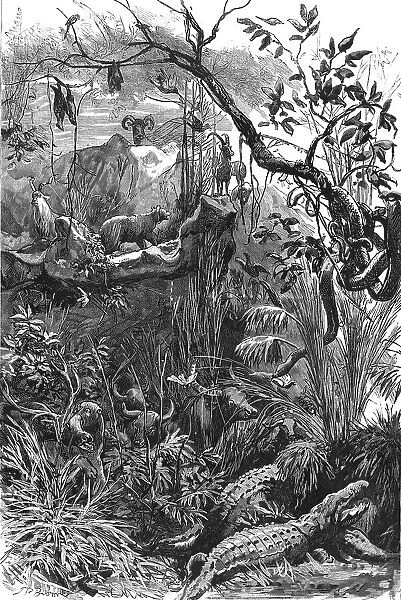The Colonial Exhibition: India, The Jungle, 1886. Creator: Unknown