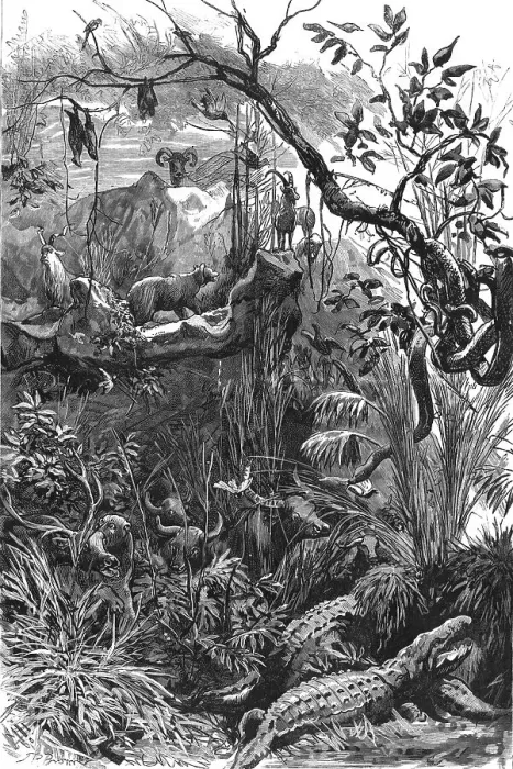 Framed Print : The Colonial Exhibition: India, The Jungle, 1886. Creator: Unknown Framed Print : The Colonial Exhibition: India, The Jungle, 1886. Creator: Unknown