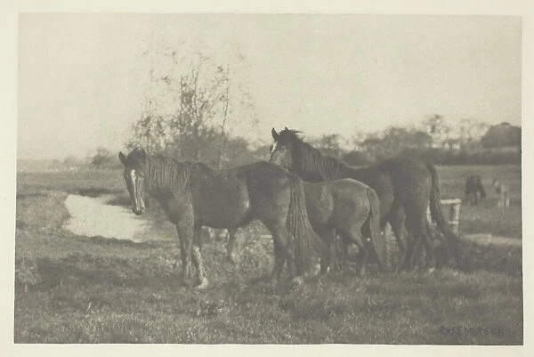 Colts on a Norfolk Marsh, 1883  /  87, printed 1888. Creator: Peter Henry Emerson