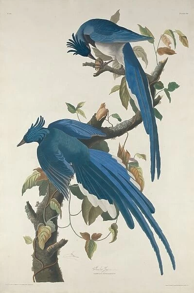 Columbia Jay, 1830. Creator: Robert Havell