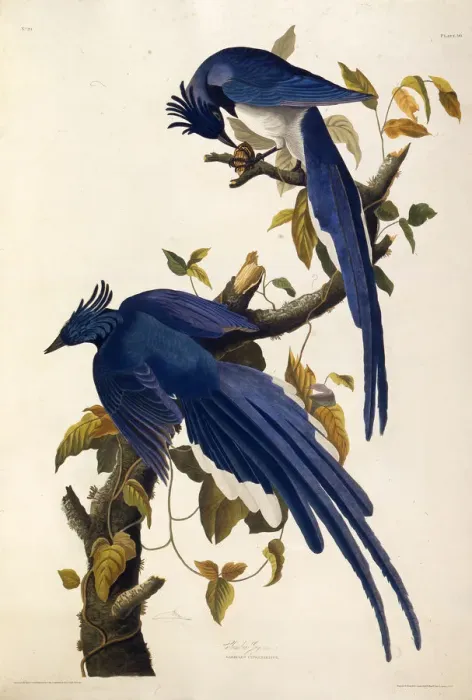 Framed Print : Columbia Jay (Garrulus ultramarinus). From The Birds of America, 1827-1838 Framed Print : Columbia Jay (Garrulus ultramarinus). From The Birds of America, 1827-1838