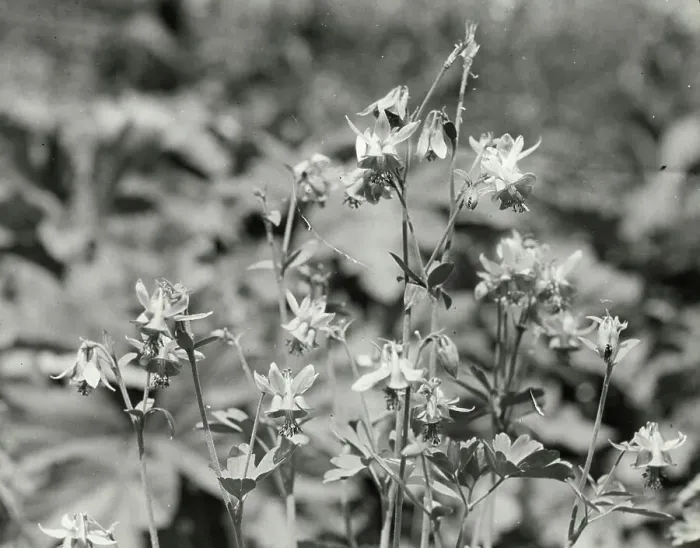 Framed Print : Columbine (aguilegia), between 1910 and 1935. Creator: Frances Benjamin Johnston Framed Print : Columbine (aguilegia), between 1910 and 1935. Creator: Frances Benjamin Johnston