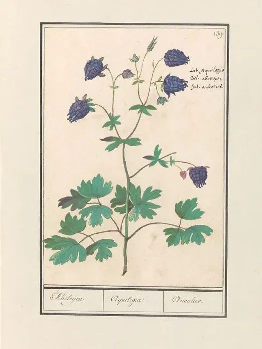 Framed Print : Columbine (Aquilegia), 1596-1610. Creators: Anselmus de Boodt, Elias Verhulst Framed Print : Columbine (Aquilegia), 1596-1610. Creators: Anselmus de Boodt, Elias Verhulst