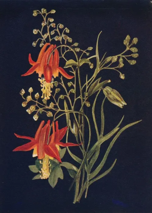 Framed Print : Columbine, c1915, (1915). Artist: Emma Graham Clock Framed Print : Columbine, c1915, (1915). Artist: Emma Graham Clock