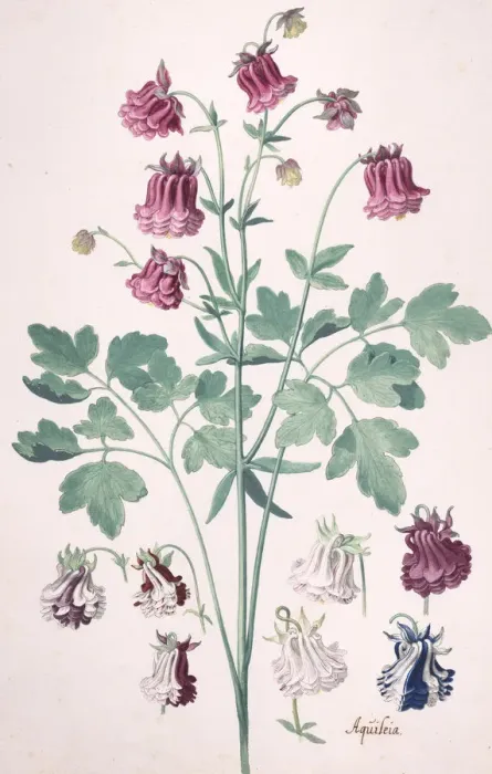 Framed Print : A Columbine or Grannys Bonnet... with Additional Studies of Flowers Framed Print : A Columbine or Grannys Bonnet... with Additional Studies of Flowers