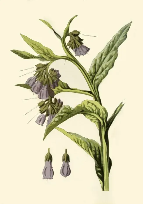 Framed Print : Comfrey, 1877. Creator: Frederick Edward Hulme Framed Print : Comfrey, 1877. Creator: Frederick Edward Hulme