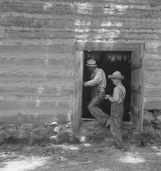 Coming out of tobacco barn in which tobacco is being cured, Granville County, North Carolina, 1939. Creator: Dorothea Lange