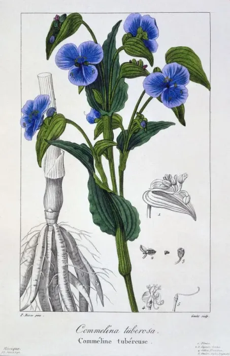 Framed Print : Commelina tuberosa, pub. 1836. Creator: Panacre Bessa (1772-1846) Framed Print : Commelina tuberosa, pub. 1836. Creator: Panacre Bessa (1772-1846)