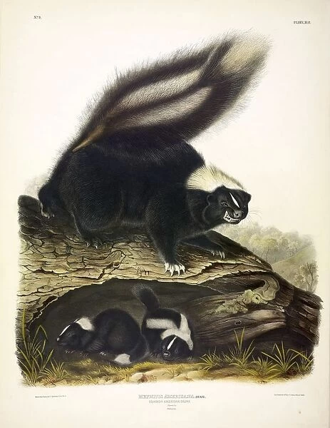 Common American Skunk, Mephitis Americana, 1845