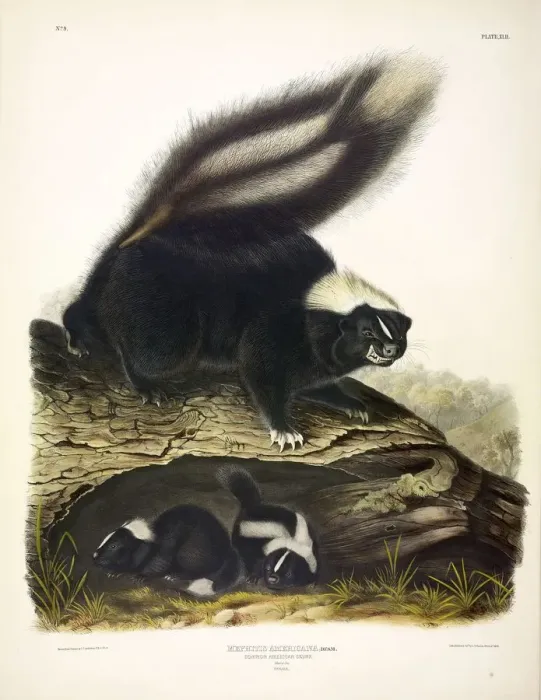 Framed Print : Common American Skunk, Mephitis Americana, 1845 Framed Print : Common American Skunk, Mephitis Americana, 1845