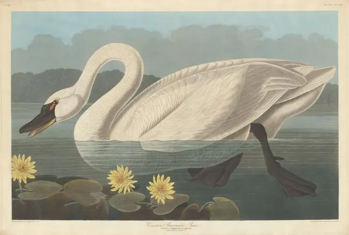 Framed Print : Common American Swan, 1838. Creator: Robert Havell Framed Print : Common American Swan, 1838. Creator: Robert Havell