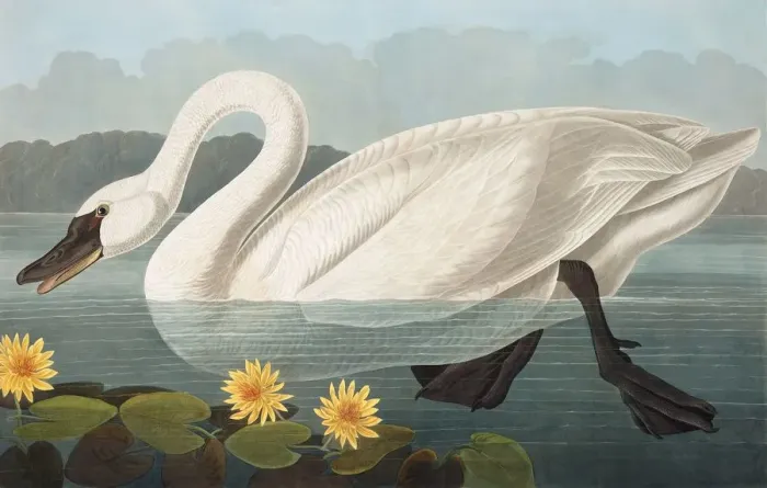 Framed Print : Common American Swan, Cygnus Americanus, 1845 Framed Print : Common American Swan, Cygnus Americanus, 1845
