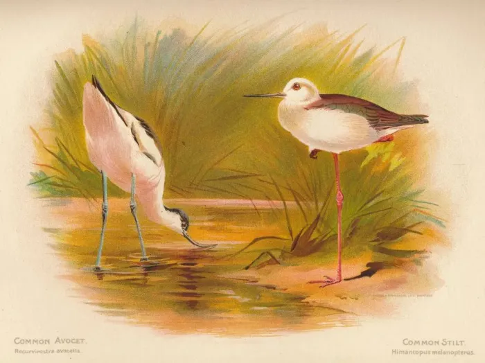 Framed Print : Common Avocet (Recurvirostra avocetta), Common Stilt (Himantopus melanopterus), 1900, (1900). Artist: Charles Whymper Framed Print : Common Avocet (Recurvirostra avocetta), Common Stilt (Himantopus melanopterus), 1900, (1900). Artist: Charles Whymper