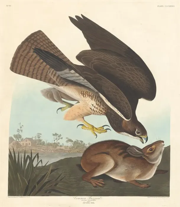 Framed Print : Common Buzzard, 1837. Creator: Robert Havell Framed Print : Common Buzzard, 1837. Creator: Robert Havell
