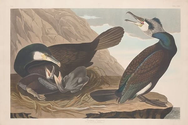 Common Cormorant, 1835. Creator: Robert Havell