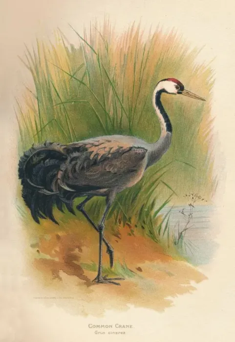 Framed Print : Common Crane (Grus cinerea), 1900, (1900). Artist: Charles Whymper Framed Print : Common Crane (Grus cinerea), 1900, (1900). Artist: Charles Whymper