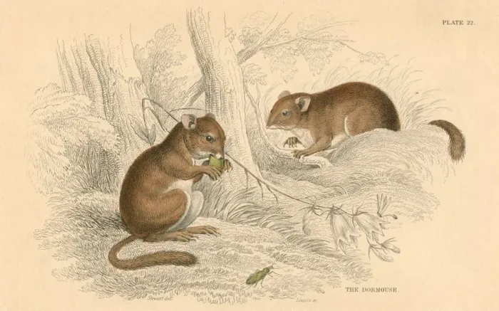 Framed Print : Common dormouse (Muscardinus arvellanarius), hibernating rodent, 1828 Framed Print : Common dormouse (Muscardinus arvellanarius), hibernating rodent, 1828