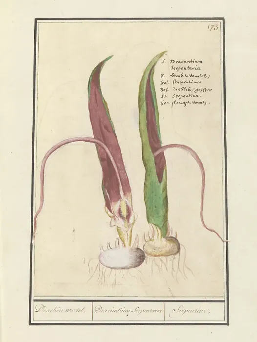 Framed Print : Common Dracunculus, 1596-1610. Creators: Anselmus de Boodt, Elias Verhulst Framed Print : Common Dracunculus, 1596-1610. Creators: Anselmus de Boodt, Elias Verhulst