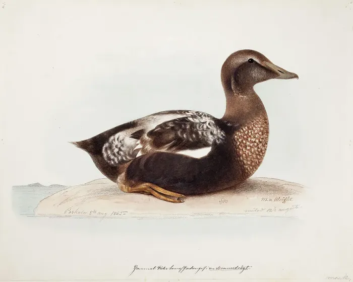 Framed Print : Common Eider, Old Male in Summer, 1865. Creator: Magnus von Wright Framed Print : Common Eider, Old Male in Summer, 1865. Creator: Magnus von Wright