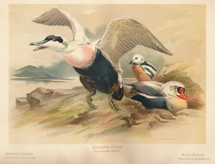 Framed Print : Common Eider (Somateria mollissima), Stellers Eider (Heniconnetta stelleri), King Eider (Somateria Artist: Charles Whymper Framed Print : Common Eider (Somateria mollissima), Stellers Eider (Heniconnetta stelleri), King Eider (Somateria Artist: Charles Whymper