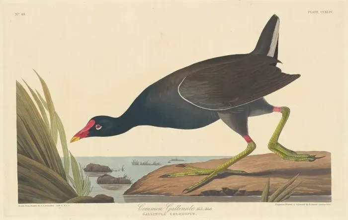 Framed Print : Common Gallinule, 1835. Creator: Robert Havell Framed Print : Common Gallinule, 1835. Creator: Robert Havell