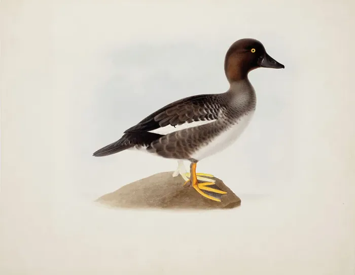 Framed Print : Common Goldeneye, 1836. Creator: Magnus von Wright Framed Print : Common Goldeneye, 1836. Creator: Magnus von Wright